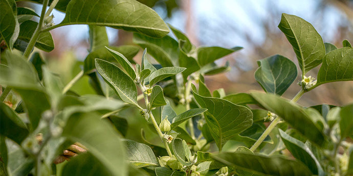 BENEFICIOS DE LA ASHWAGANDHA